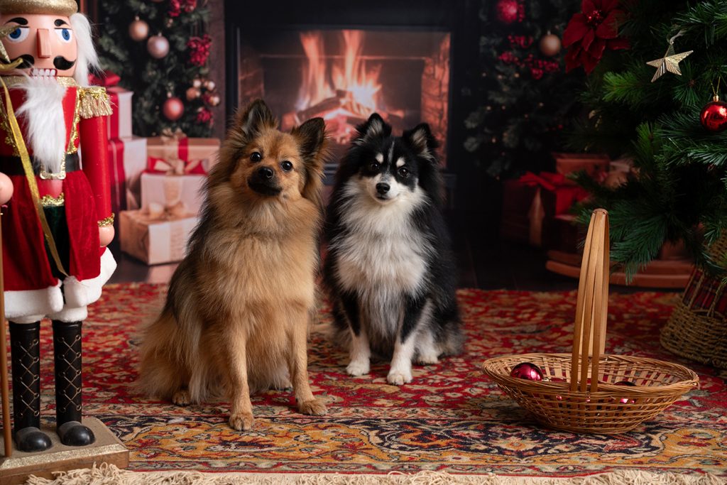 photo famille noël en Seine et Marne
