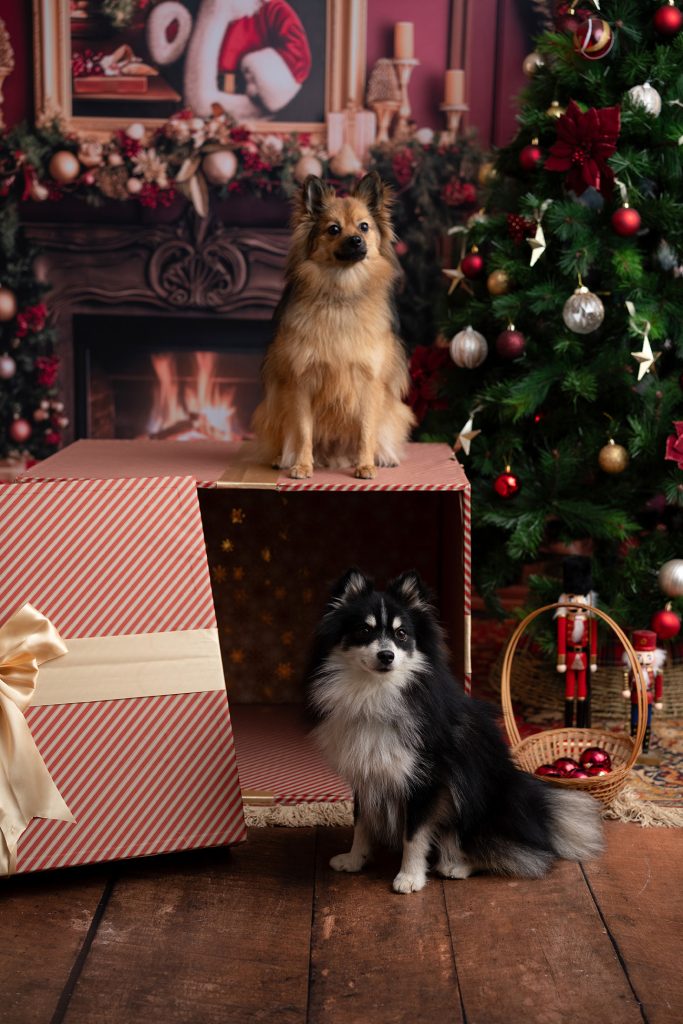 photo famille noël en Seine et Marne